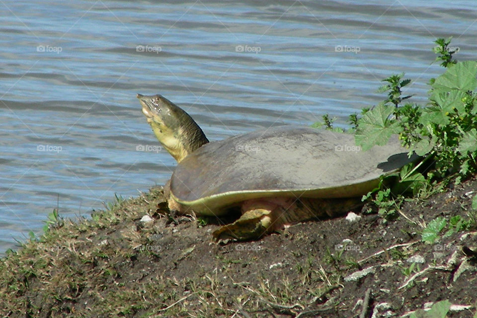 turtle basking