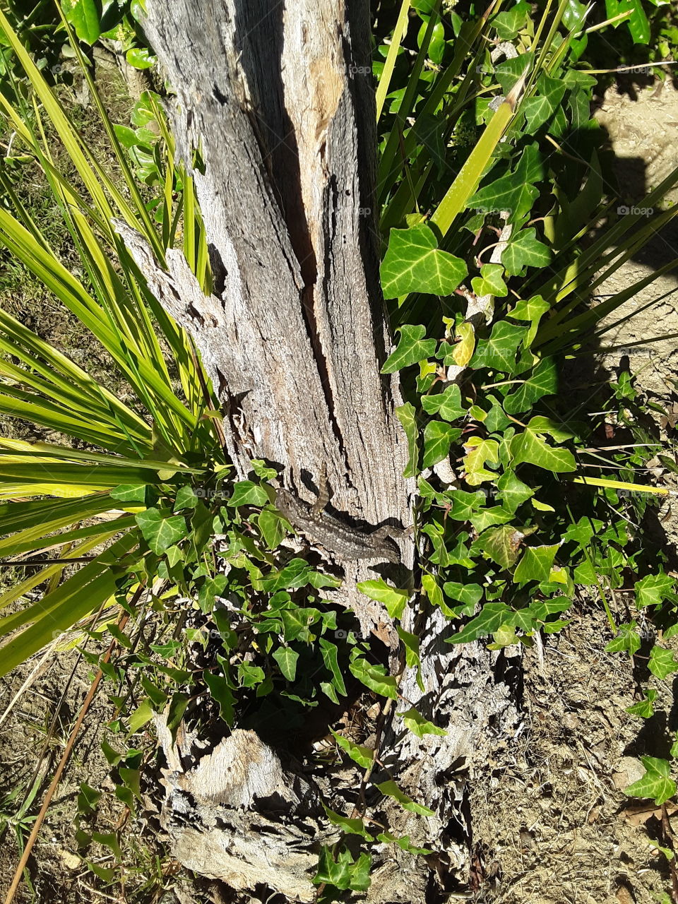 green dead tree branch lizard