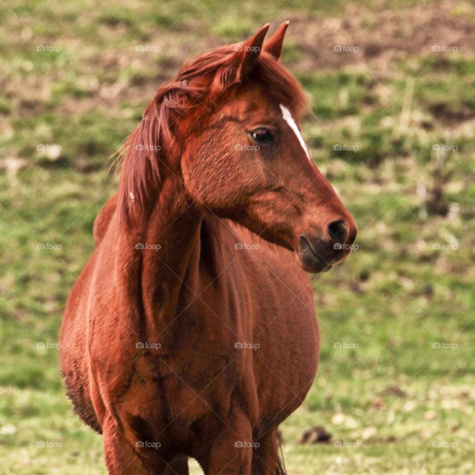 Colt profile