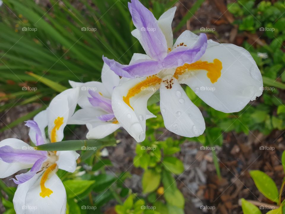 Dew drop flowers