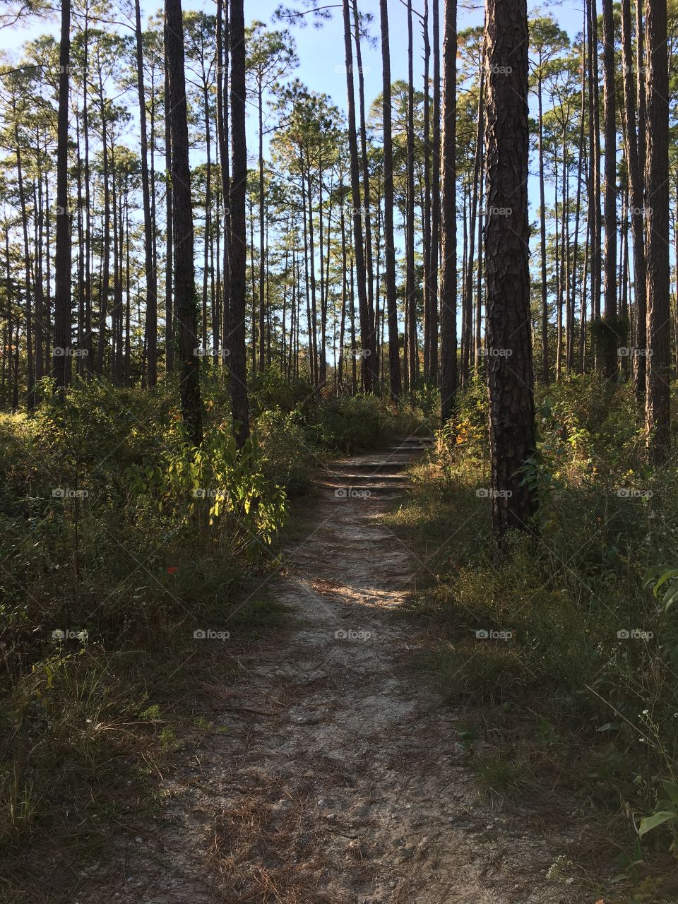 Getting lost in the woods