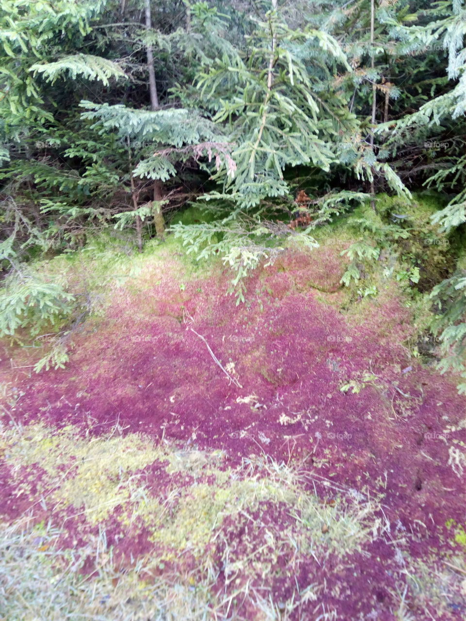 Autumn in the Black Forest
