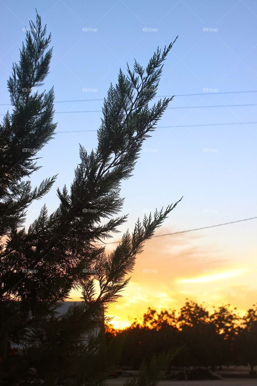Pine leaves and sunrise