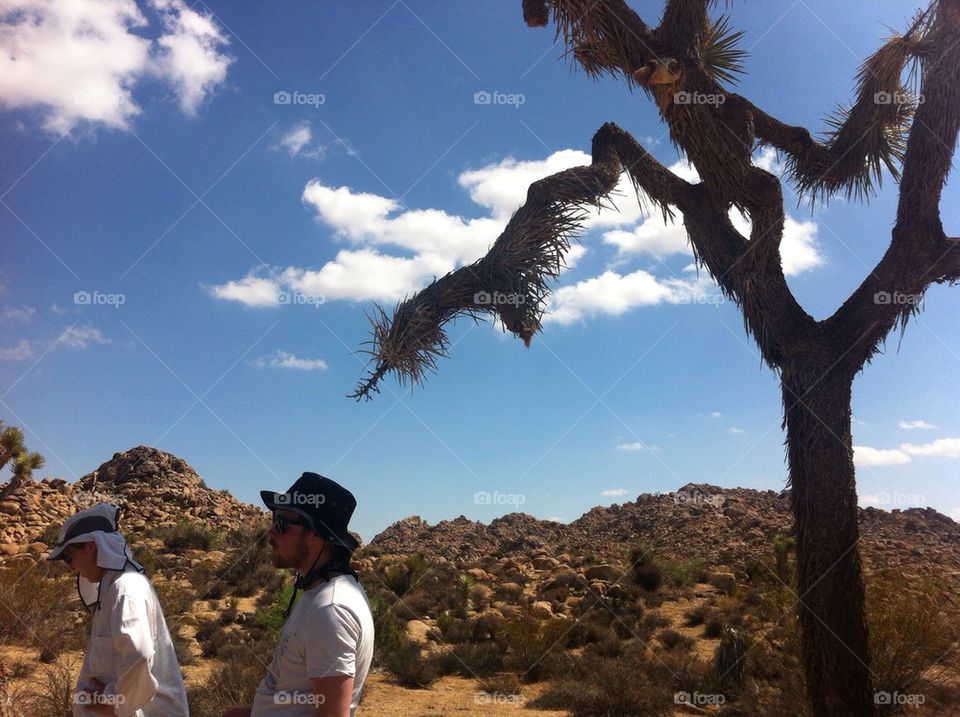 Joshua Tree