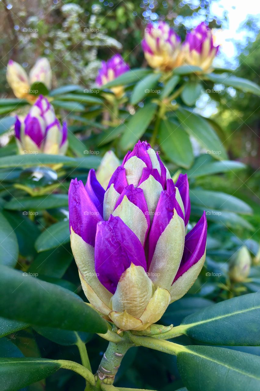 Rhododendron buds