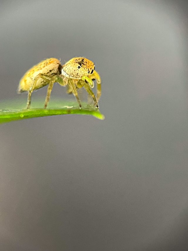 A small spider looking down at the edge of a green leaf