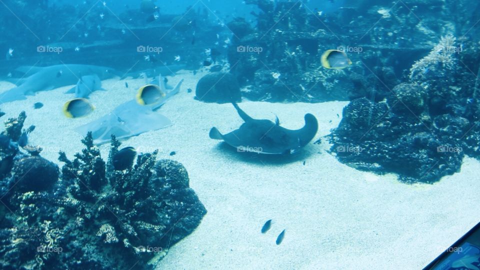 I love viewing sea animals they are beautiful 