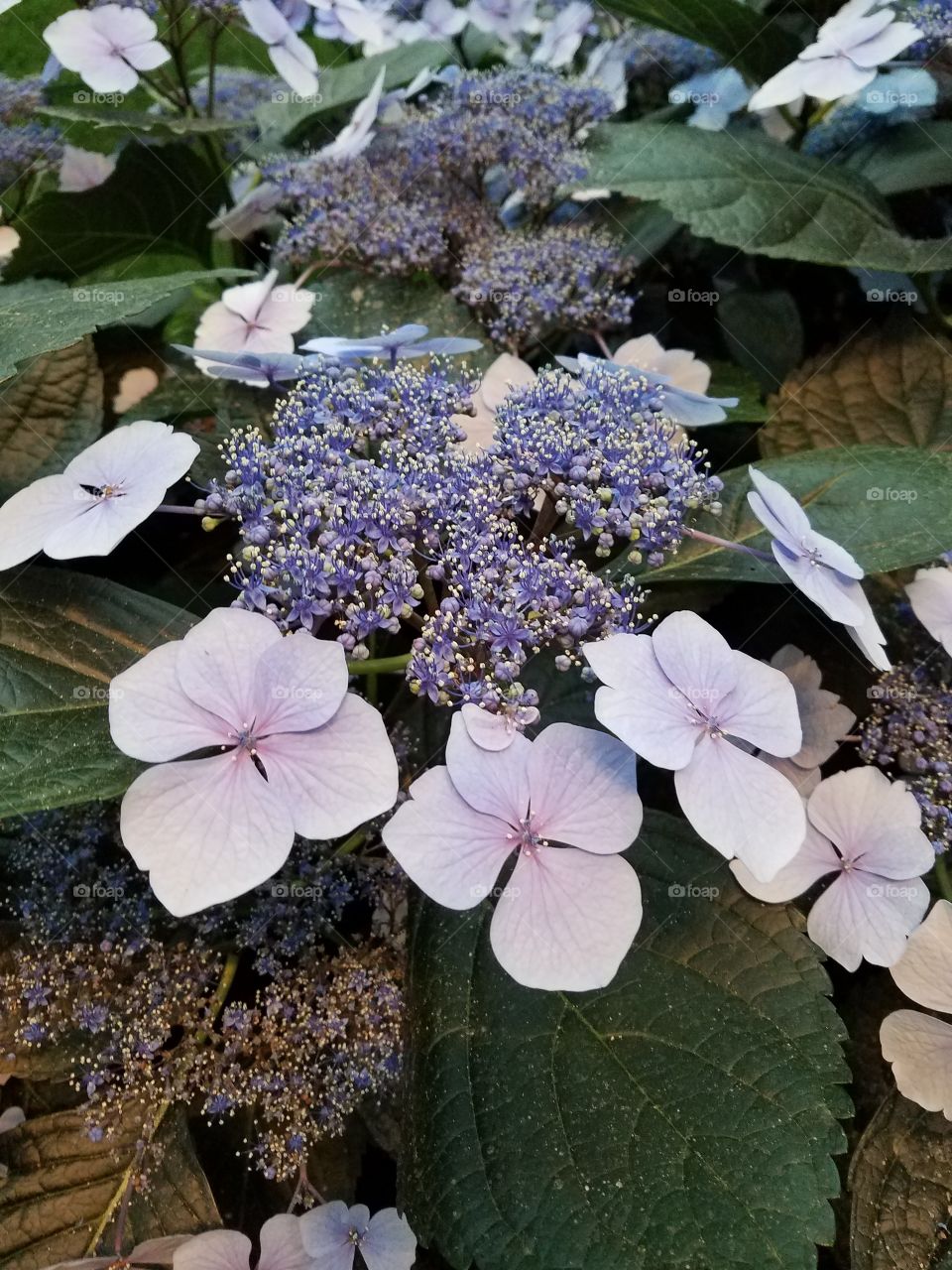 unique purple flowers with green leaves
