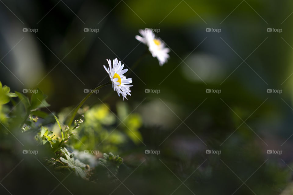 A dark scenic portrait of 2 daisy flowers struck by a ray of sunlight.