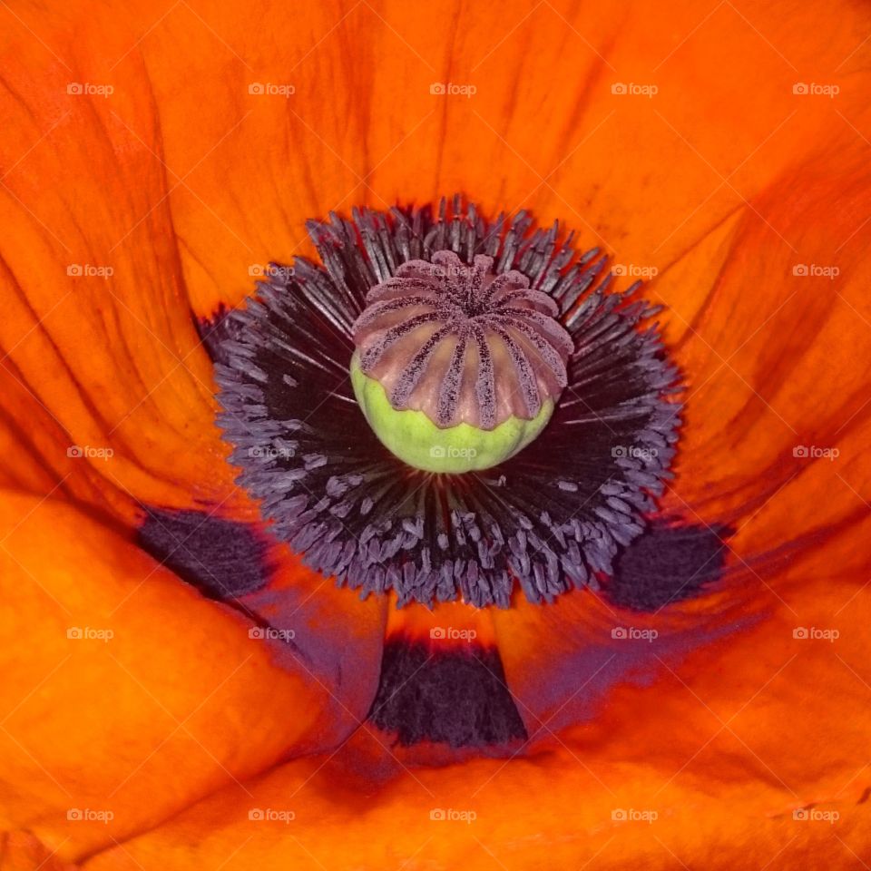 Poppy flower close up shot