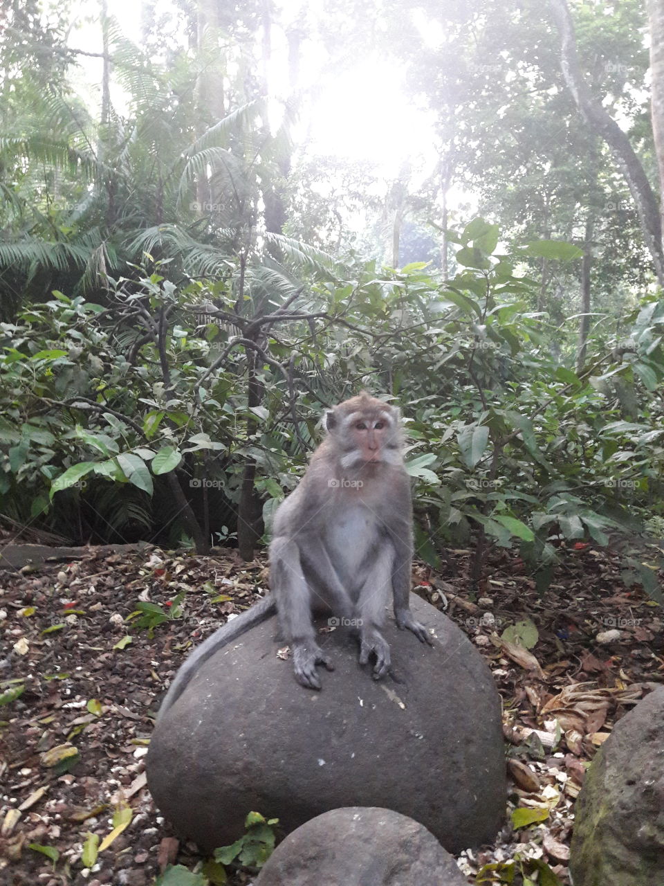 Monkey Temple and Forest, Ubud