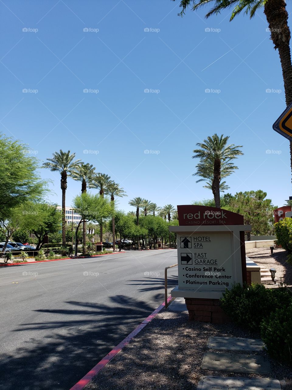 Palm Trees at Red Rock Casino and Resort in Las Vegas Nevada USA