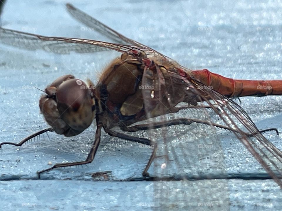 Close up of a red dragonfly on blue table 