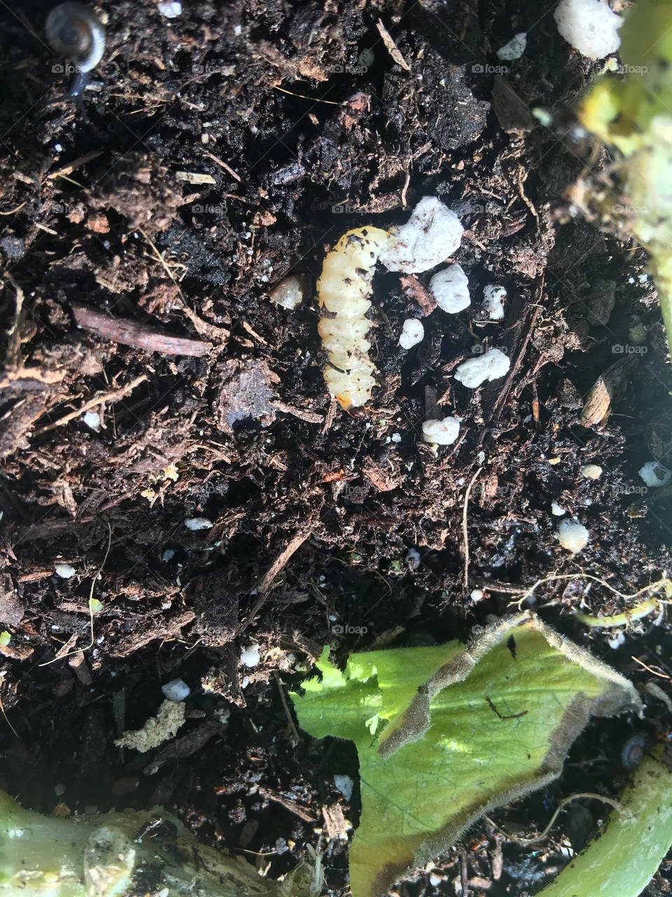 Plant pests