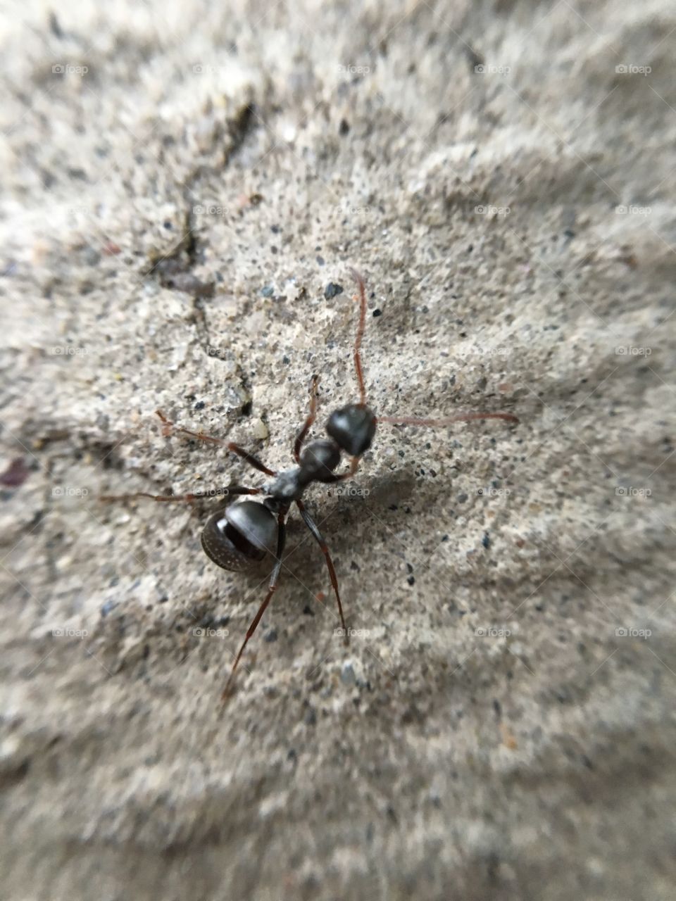 Ant