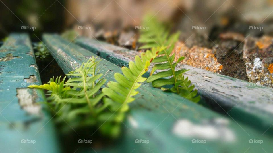 park bench over grown with fern and covered in peeling paint