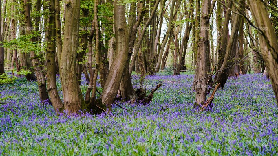 Bluebells