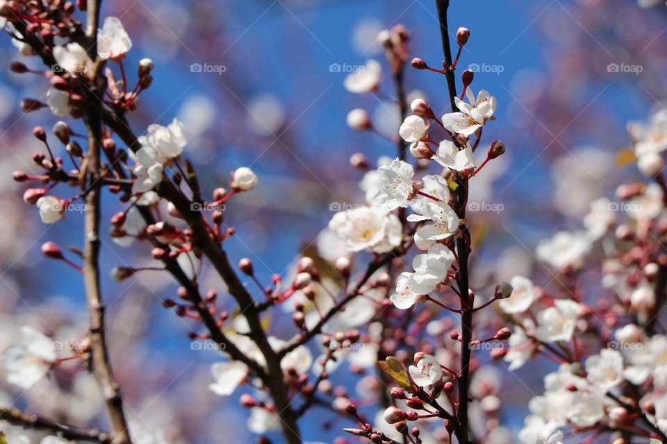 Buds and blossoms on a cherry tree  spreading freshness  all around on a a cold but sunny winter day