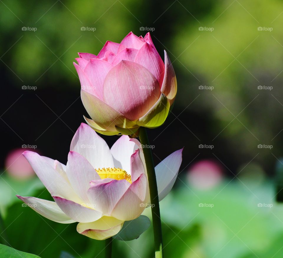 lotus flowers blooming in a duck pond around Sacramento California