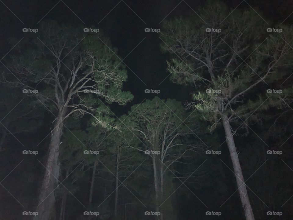 Moonlight shining down illuminating the pine trees below.