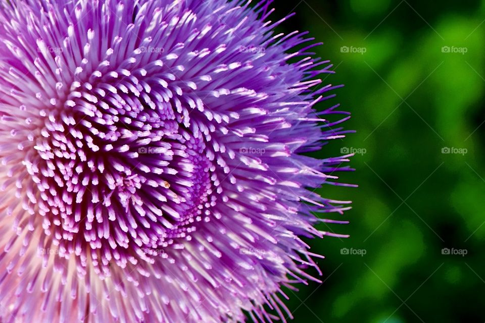 Nodding thistle overhead closeup