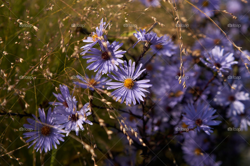 Aster