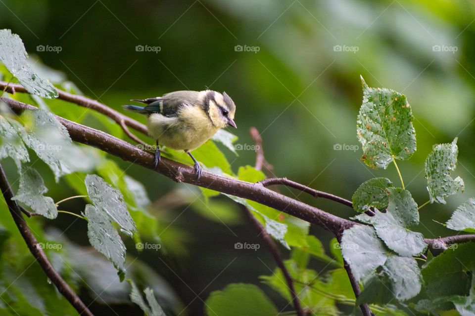 A bird on a branch in summer