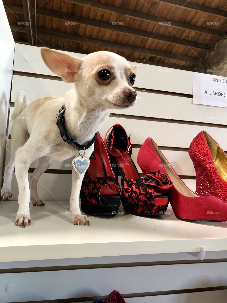 Puppy with Shoes