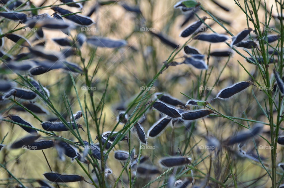 Plantseeds Growing Wild.