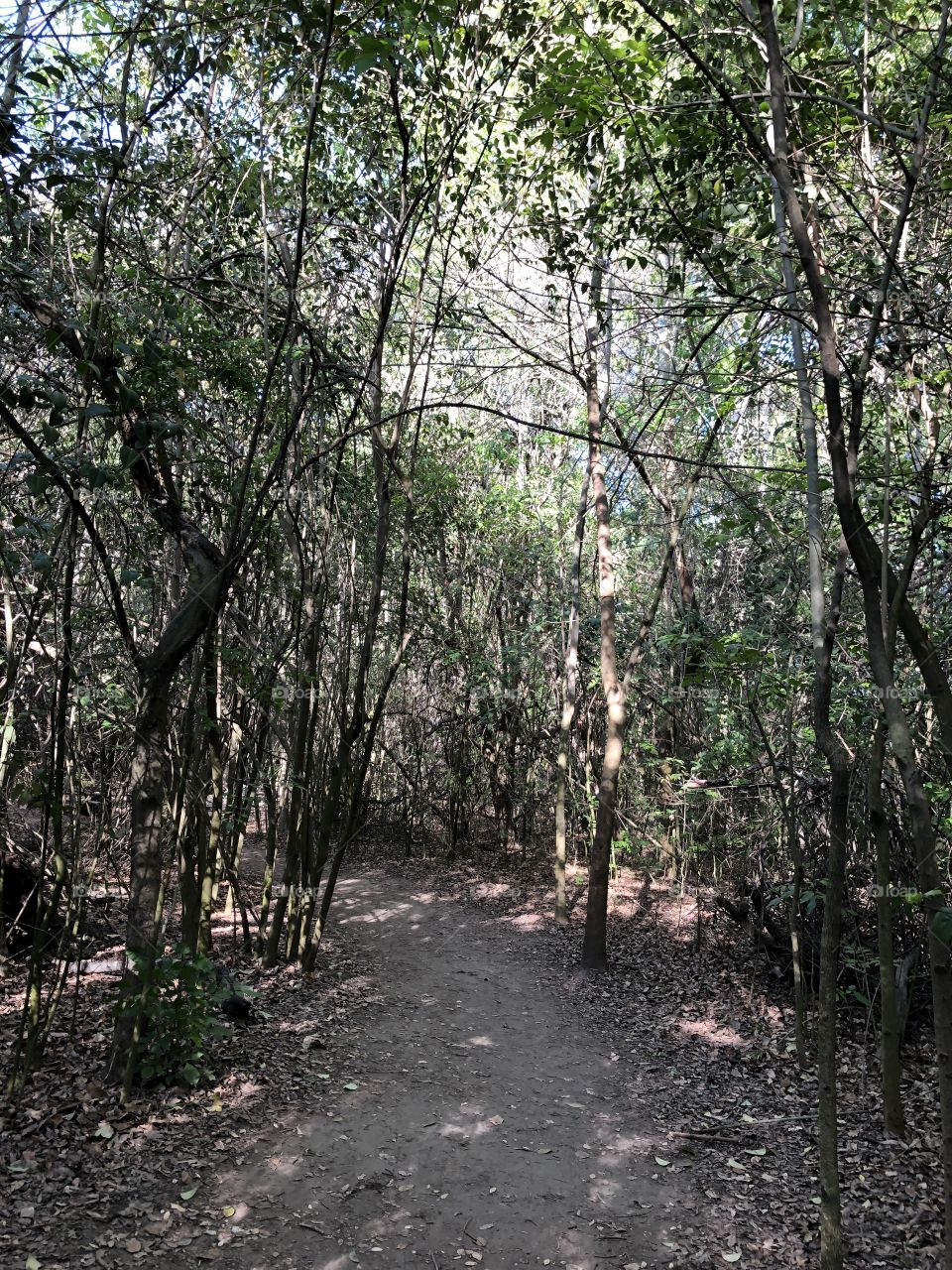 Hiking trail with tall branches and sunlight 