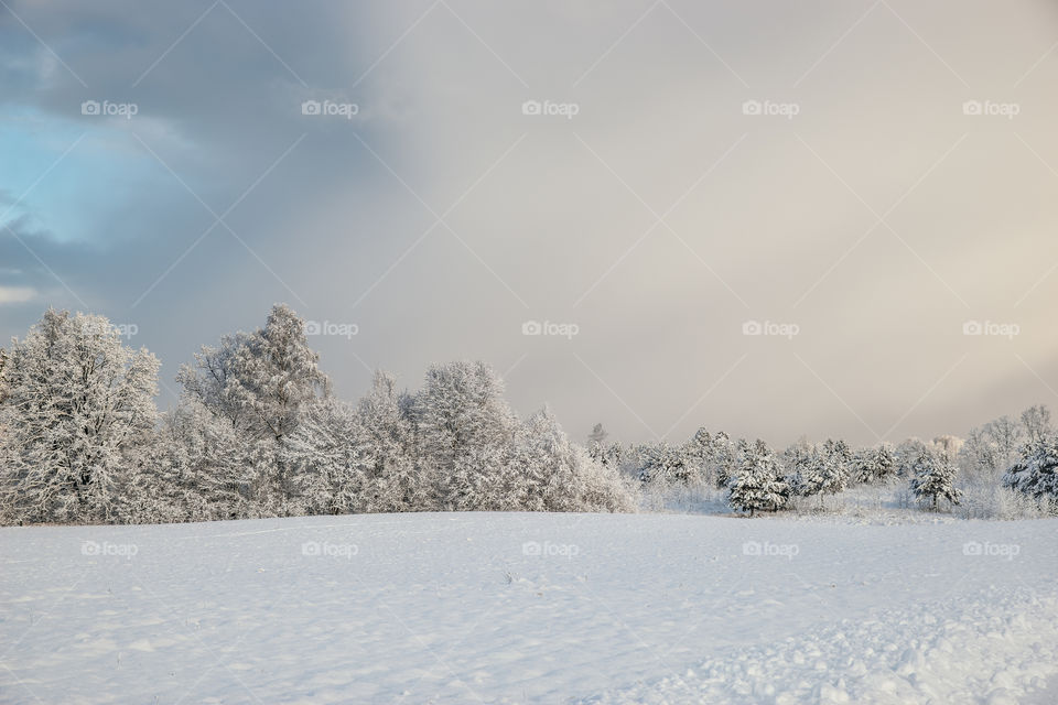 Winter landscape. Snow.