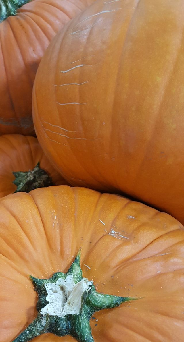 Pumpkin means pie....pie means togetherness!! :-)