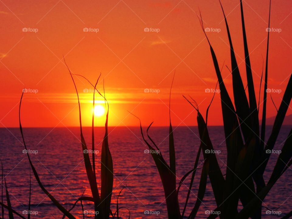 Sunset over Palinuro ( Italy )  and bamboo.