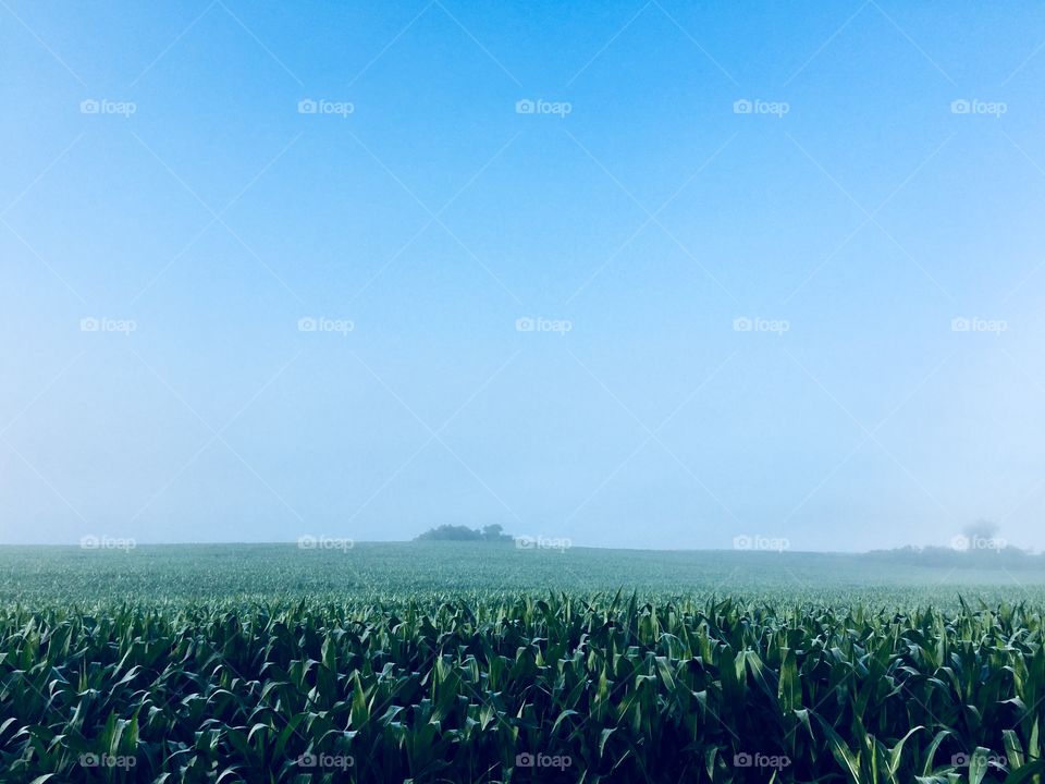 An early morning mist hangs over a lush cornfield on a beautiful summer’s day