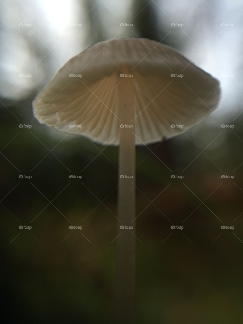 Macro funghi 