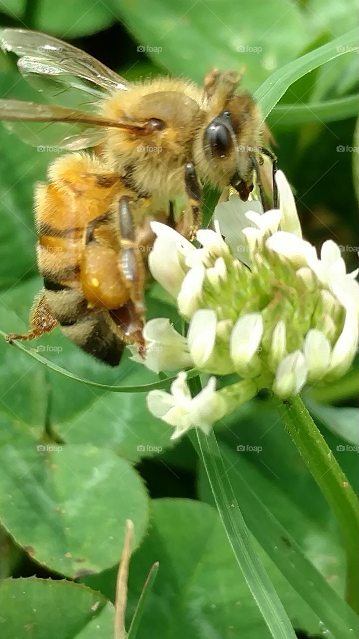 honey bee