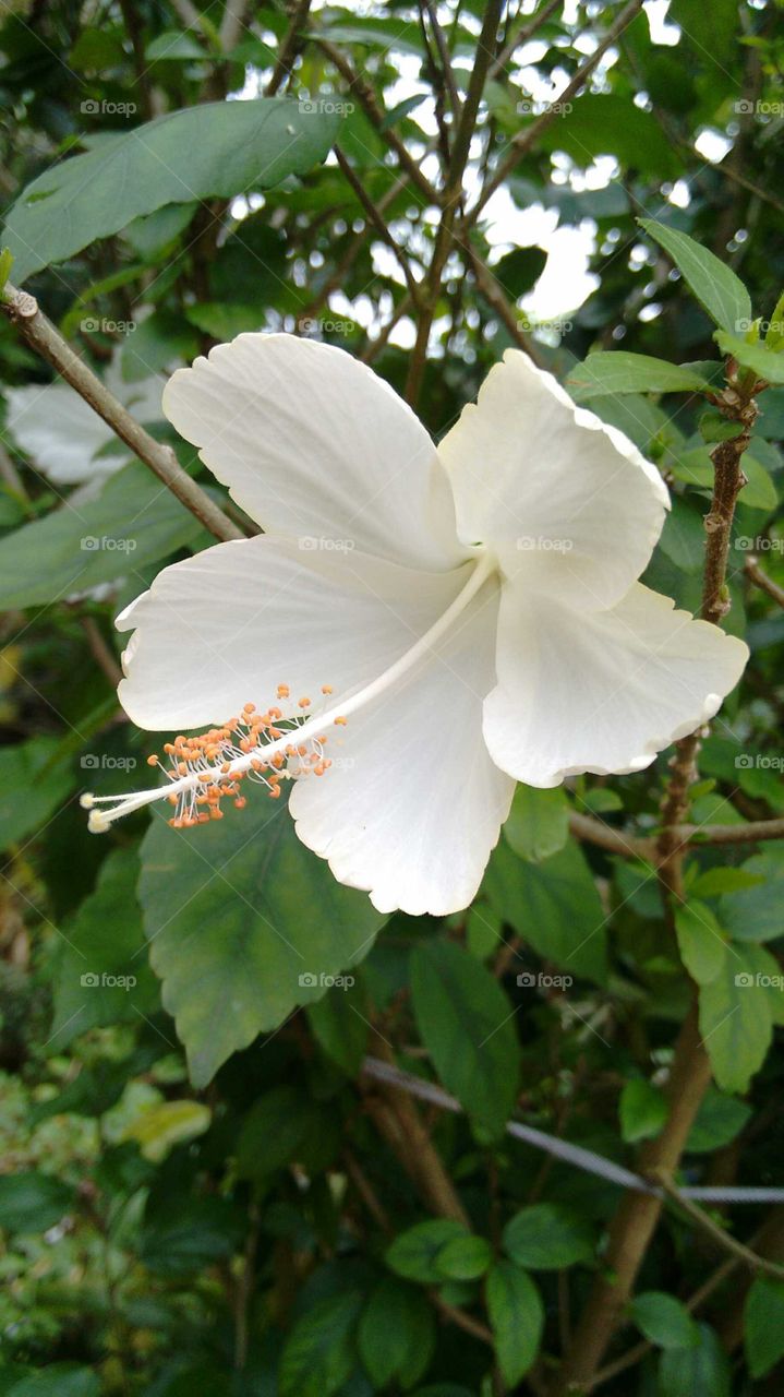 White flower, Hibiscus