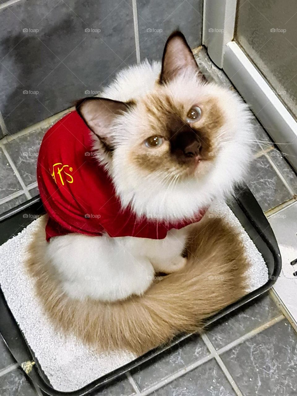 Close up of the young Sacred Birman cat sitting in the protective suit with funny expression on her face 