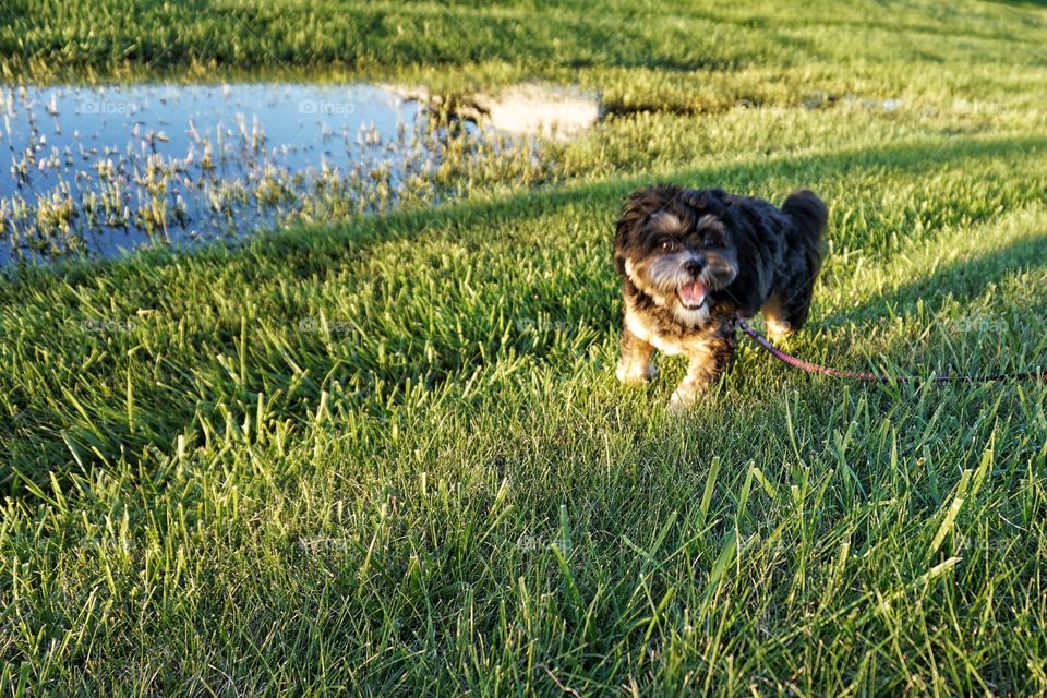 Enjoying a Run