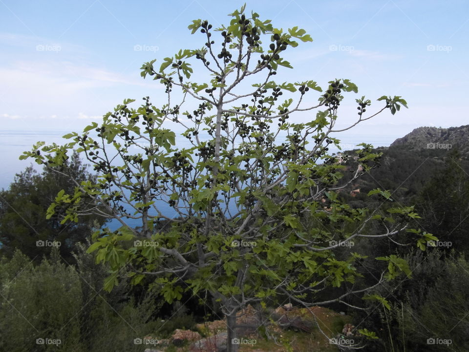 Fig tree in the mountains