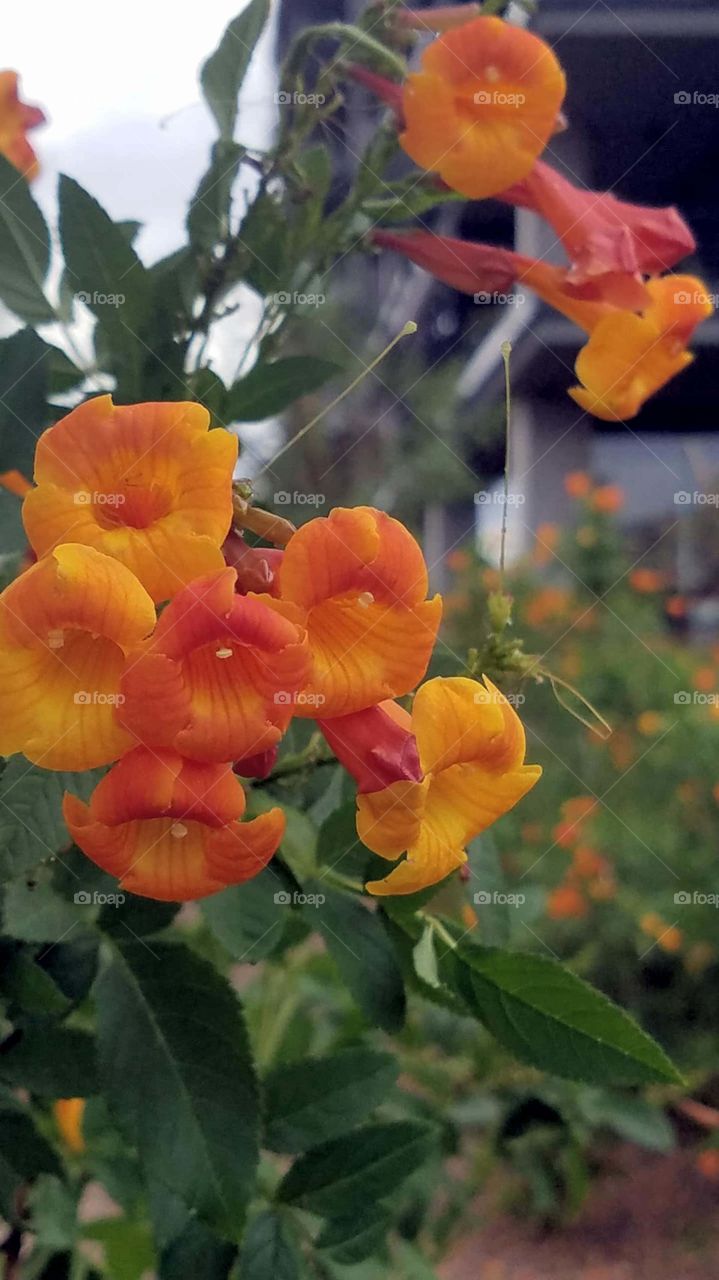 very pretty orange flowers in the Landscaping in Arizona