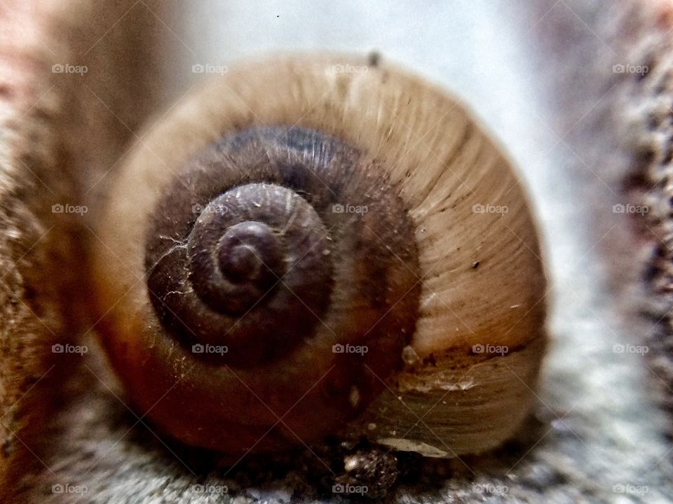 A curious snail |  | Photo with iPhone 5S + Macro lens.