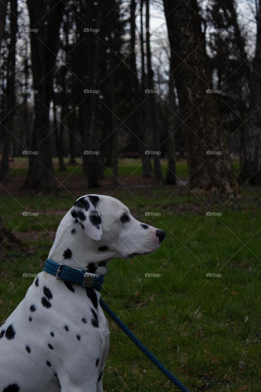Dalmatian dog