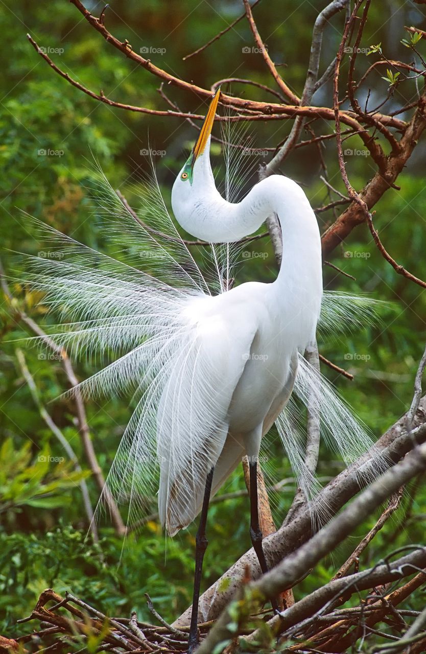A Great Egret displays it's courtship feathers. Also known as Common Egret, Large Egret or Great White Heron.