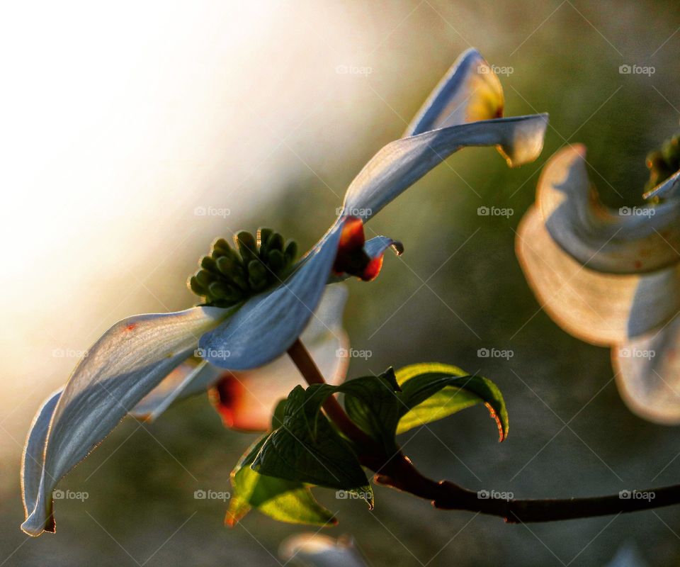 white dogwood blossom