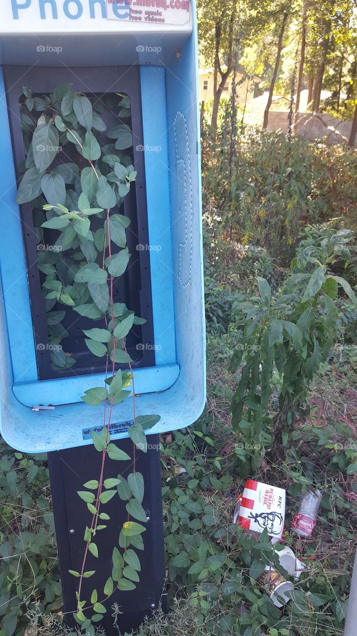 Plant Phone
