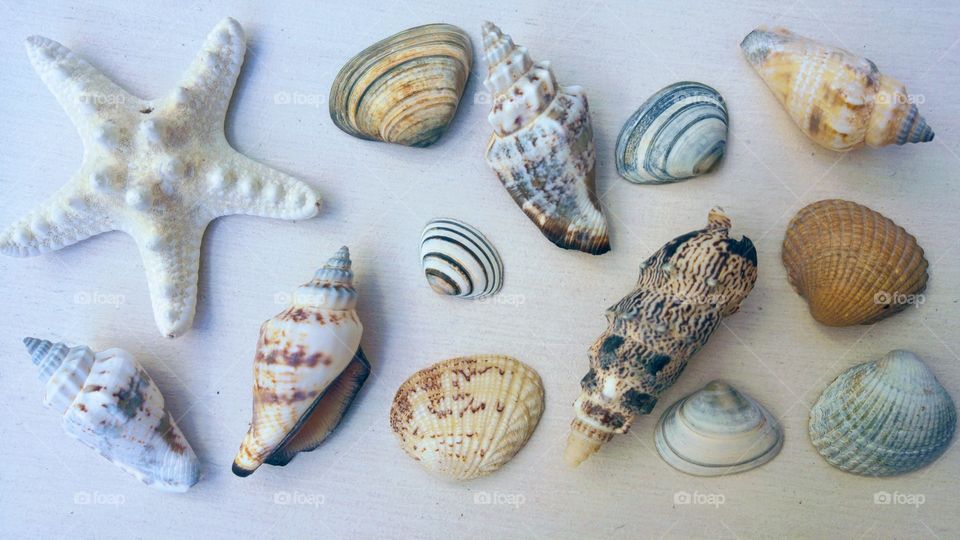 Close-up of a seashell on white background
