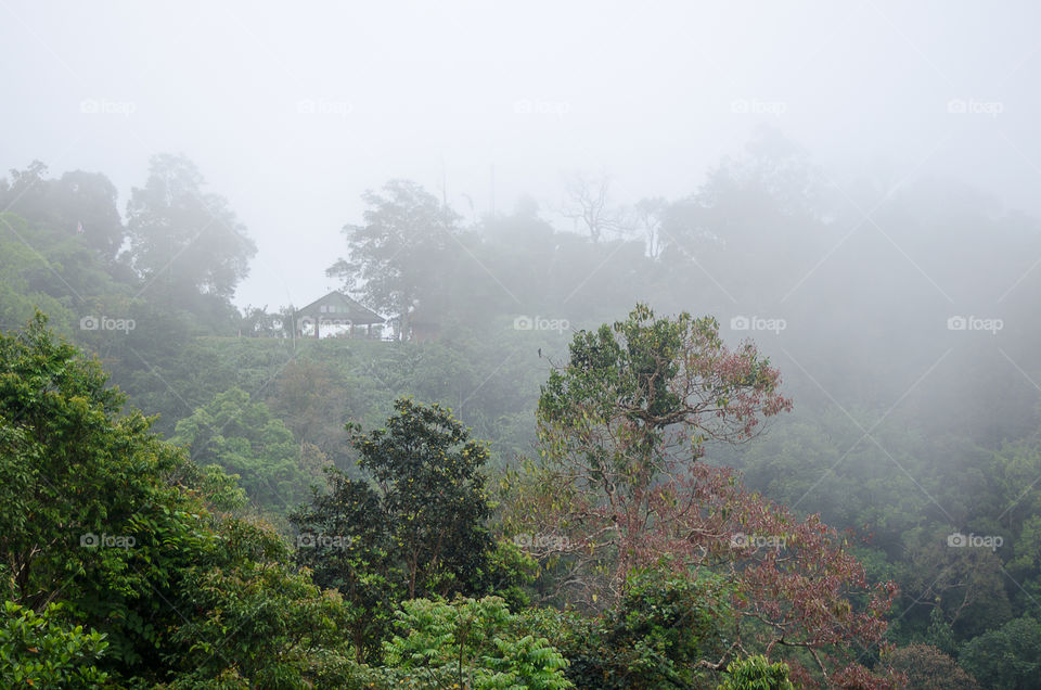 Trees scenery on the mountain.