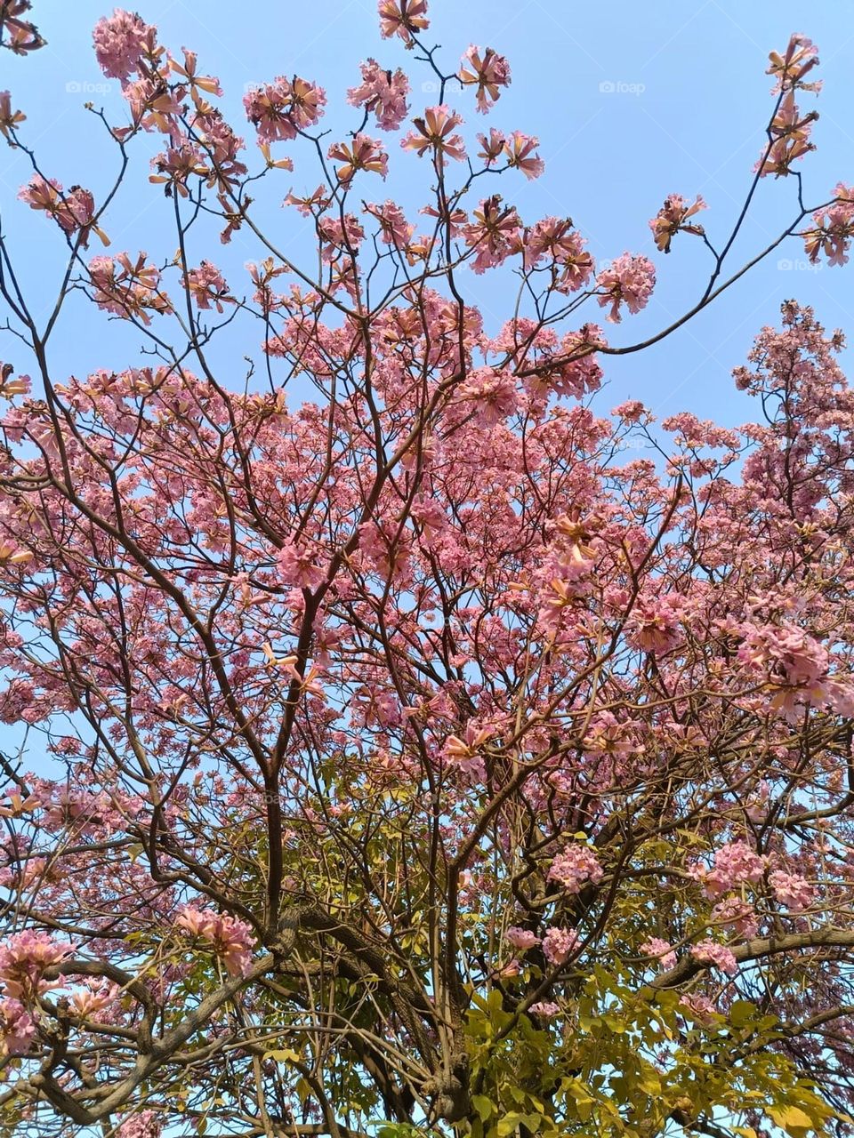 That pink tree looks so vibrant and full of life! It's like a burst of colour in nature. ๐ธ๐ณThe palm tree and the tall building look awesome together! It's like a little piece of paradise in the city. ๐ด๐