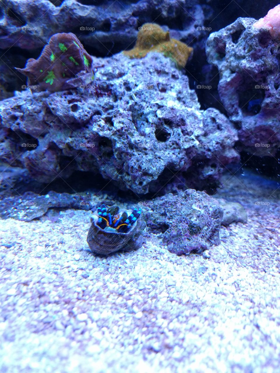 blue hermet crab